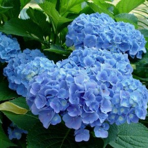 Гортензия Сleopatra Blue (крупнолистная)