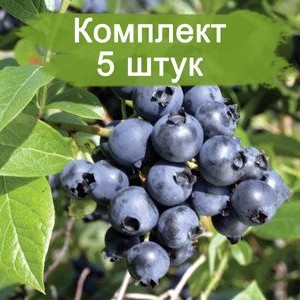 Комплект 5шт / Голубика Атлантик